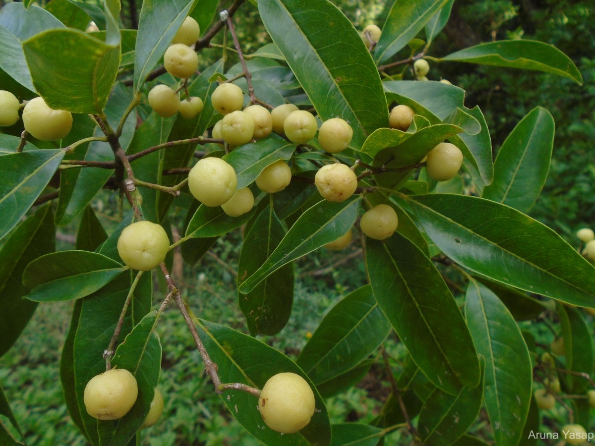 Acronychia pedunculata (L.) Miq.